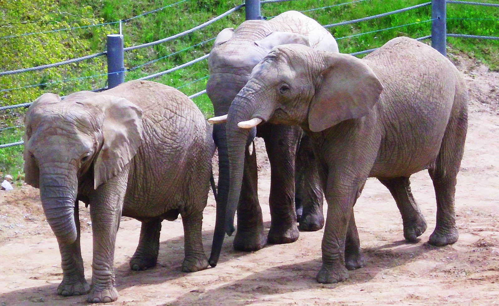 Poznań Zoo Wiki 02